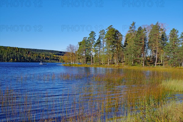 Trees by the calm water of a reedy lake, foliage colouring, Hoegbyn, Dalsland Canal, Sweden, Europe