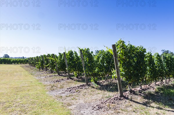 Beautiful vine of European grapes in Uruguayan winery in Canelos region. Moscato grapes