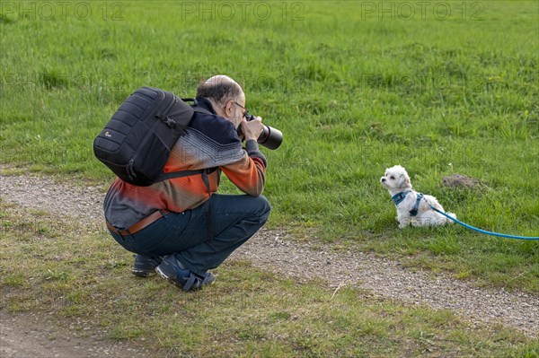 Elderly man photographing Bolonka Zwetna dog, Elbtalaue near Bleckede, Lower Saxony, Germany, Europe
