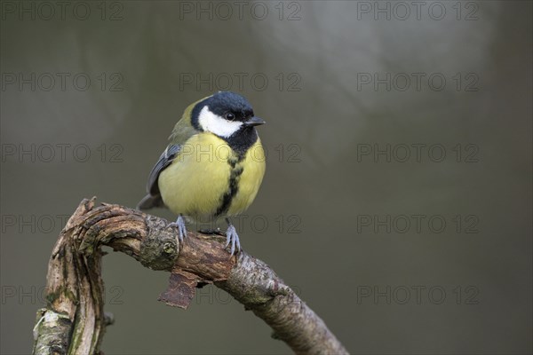 Great tit (Parus major), adult bird, Dingdener Heide nature reserve, North Rhine-Westphalia, Germany, Europe