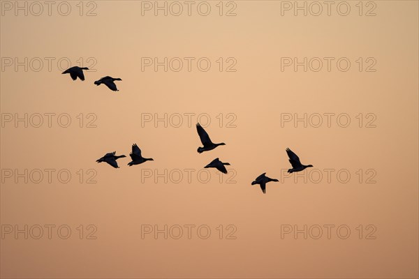 Barnacle goose (Branta leucopsis), flying geese at sunrise, in front of the morning sky, Bislicher Insel, Xanten, Lower Rhine, North Rhine-Westphalia, Germany, Europe