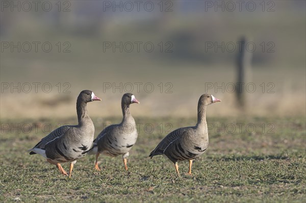 Greater white-fronted goose (Anser albifrons), group of adult birds, Bislicher Insel, Xanten, Lower Rhine, North Rhine-Westphalia, Germany, Europe