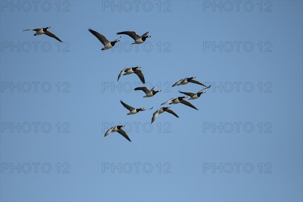 Barnacle goose (Branta leucopsis), group of geese in flight, in front of a blue sky, Bislicher Insel, Xanten, Lower Rhine, North Rhine-Westphalia, Germany, Europe