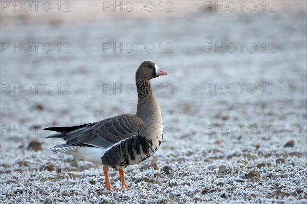 Greater white-fronted goose (Anser albifrons), adult bird, in frost, hoarfrost on the ground, Bislicher Insel, Xanten, Lower Rhine, North Rhine-Westphalia, Germany, Europe