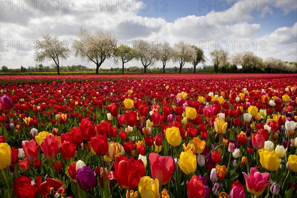 Splendid mixture on the tulip field in front of blossoming fruit trees, Grevenbroich, Lower Rhine, North Rhine-Westphalia, Germany, Europe