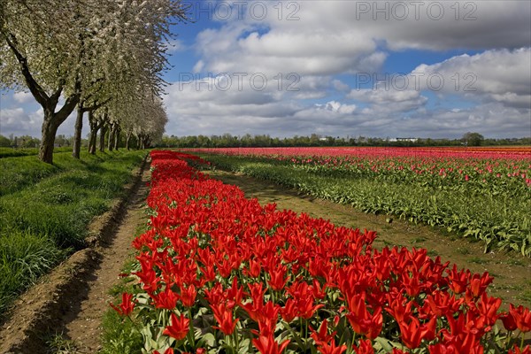 Tulip field and blossoming fruit trees, Grevenbroich, Lower Rhine, North Rhine-Westphalia, Germany, Europe