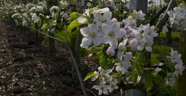 Apple blossom, low-stemmed fruit variety in monoculture, orchard, Neuss, Lower Rhine, North Rhine-Westphalia, Germany, Europe