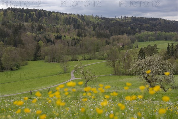 Spring in the Rottal near Wielandsweiler, Mainhardter Wald, Schwaebisch-Fraenkischer Wald Nature Park, Schwaebisch Hall, Hohenlohe, Heilbronn-Franken, Baden-Wuerttemberg, Germany, Europe