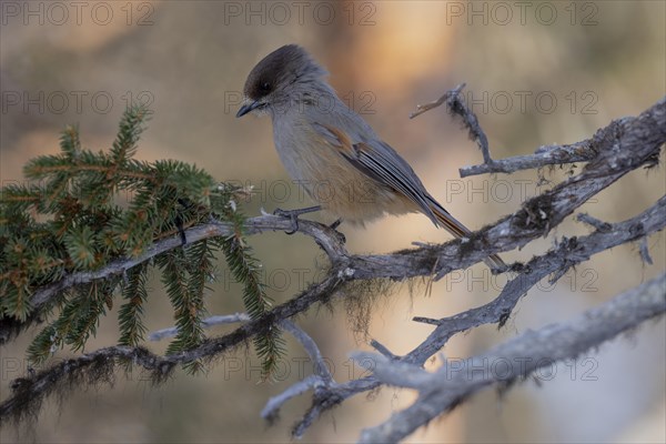 Siberian jay (Perisoreus infaustus), in the snow, Kaamanen, Finland, Europe