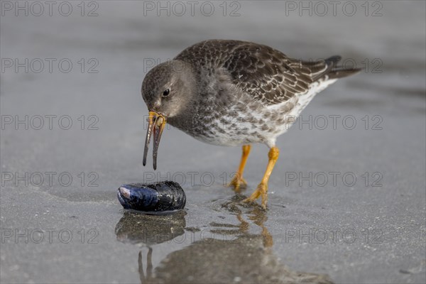 Purple Sandpiper (Calidris maritima), eating the contents of a Bivalve, Varangerfjord, northern Norway