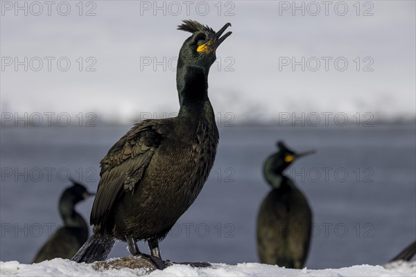 Common shag (Phalacrocorax aristotelis), feather crest, winter, in the snow, Hornoya, Hornoya, Varangerfjord, Finmark, Northern Norway