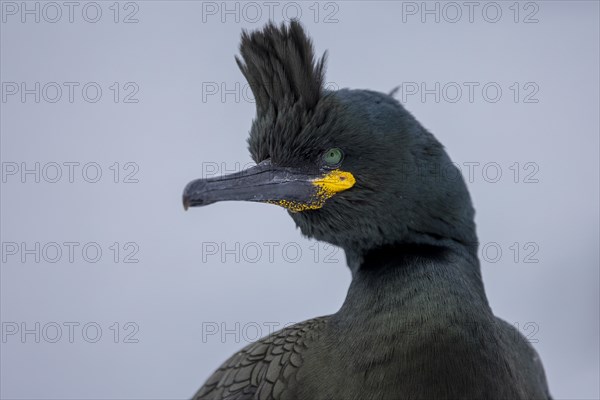 Common shag (Phalacrocorax aristotelis), portrait, feather crest, winter, Hornoya, Hornoya, Varangerfjord, Finmark, Northern Norway