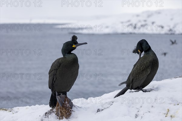 Common shag (Phalacrocorax aristotelis), pair, plumage, winter, in the snow, Hornoya, Hornoya, Varangerfjord, Finmark, Northern Norway