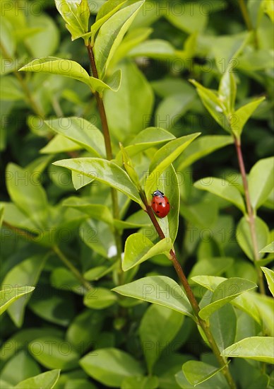 Seven-spott ladybird (Coccinella septempunctata), North Rhine-Westphalia, Germany, Europe