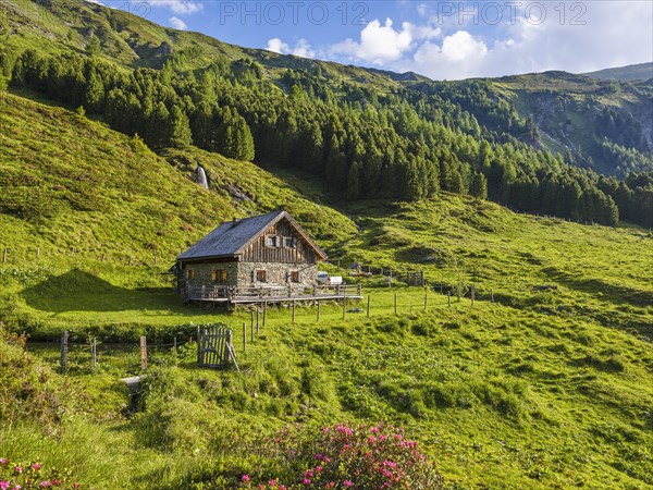 Hike along the Mur, alpine hut with alpine roses, Murursprung, Muhr, national park municipality, Lungau, Salzburg
