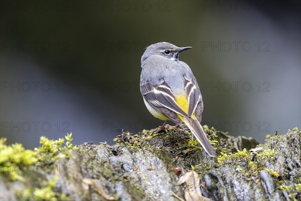 Grey wagtail (Motacilla cinerea), Rhineland-Palatinate, Germany, Europe