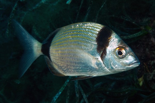 Close-up of Common two-banded seabream (Diplodus vulgaris) in the open sea wild, food fish, Mediterranean Sea