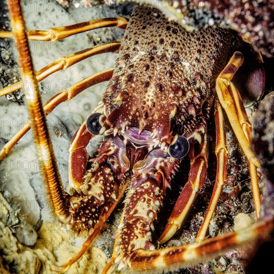 Extreme close-up of head Head portrait eyes of European spiny crayfish (Palinurus elephas), Mediterranean Sea