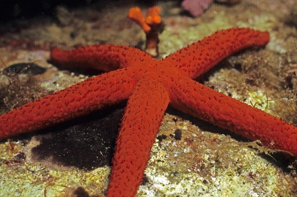 Mediterranean red sea star (Echinaster sepositus) Mediterranean red sea star crawls across the seabed, Mediterranean Sea