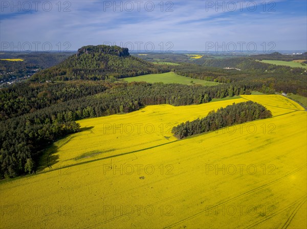 The symbolic mountain for Saxon Switzerland, the Lilenstein n blossoming rapeseed fields, Porschdorf, Saxony, Germany, Europe