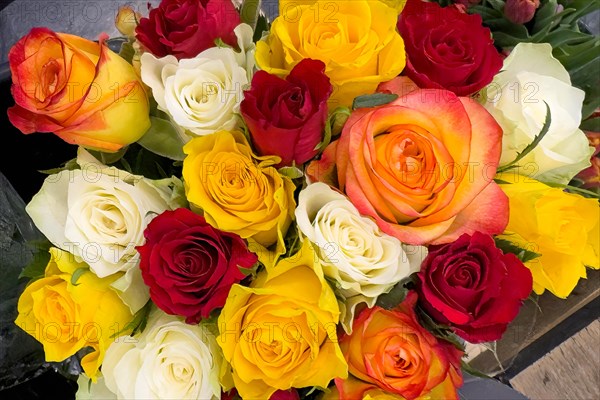 Colourful bouquet of roses in sales display with roses in colour yellow white red purple orange pink, international