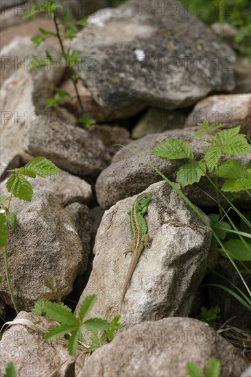 Sand lizard (Lacerta agilis) on rock pile, garden design, biodiversity, biodiversity, Reptile, garden, gardening, Swabian-Franconian Forest nature park Park, spring, May, Schwaebisch Hall, Hohenlohe, Heilbronn-Franconia, Baden-Wuerttemberg, Germany, Europe