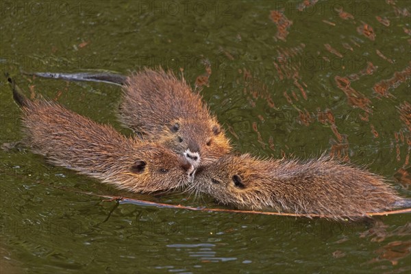 Three Nutria (Myocastor coypus) young animals poking their snouts together in the water, Wilhelmsburg, Hamburg, Germany, Europe