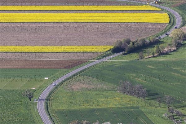 Winding country road, agricultural fields with blooming Rape, Bissingen an der Teck, Baden-Wuerttemberg, Germany, Europe