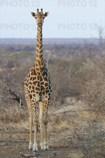 South African giraffe (Giraffa camelopardalis giraffa) with two red-billed oxpeckers (Buphagus erythrorynchus), adult giraffe looking at camera, evening light, Kruger National Park, South Africa, Africa