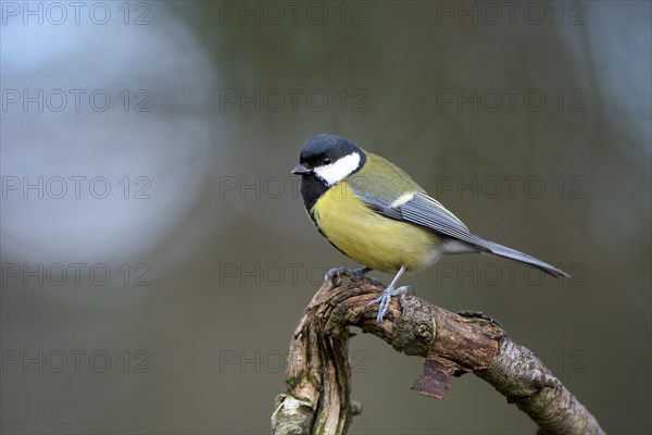 Great tit (Parus major), adult bird, Dingdener Heide nature reserve, North Rhine-Westphalia, Germany, Europe