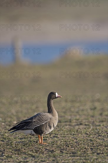 Greater white-fronted goose (Anser albifrons), adult bird, Bislicher Insel, Xanten, Lower Rhine, North Rhine-Westphalia, Germany, Europe