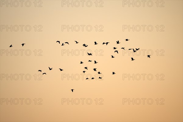 Barnacle goose (Branta leucopsis), flock of geese in flight, at sunrise, in front of the morning sky, Bislicher Insel, Xanten, Lower Rhine, North Rhine-Westphalia, Germany, Europe