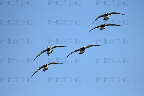 Barnacle goose (Branta leucopsis), group of geese in flight, in front of a blue sky, Bislicher Insel, Xanten, Lower Rhine, North Rhine-Westphalia, Germany, Europe