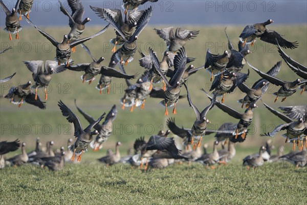 Greater white-fronted goose (Anser albifrons), flock of geese taking off, Bislicher Insel, Xanten, Lower Rhine, North Rhine-Westphalia, Germany, Europe