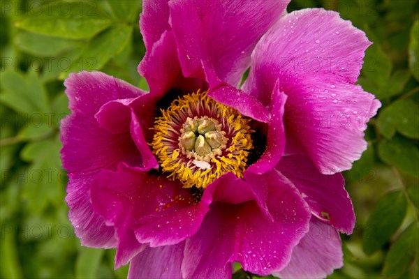 Blossom of a shrub peony (Paeonia), Witten, North Rhine-Westphalia, Germany, Europe