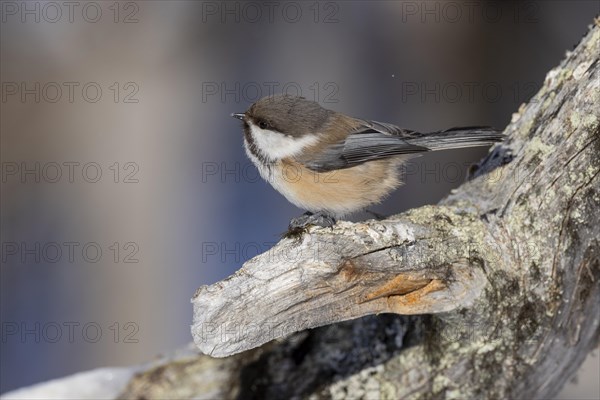 Grey-headed chickadee (Poecile cinctus), in the snow, Kaamanen, Finland, Europe