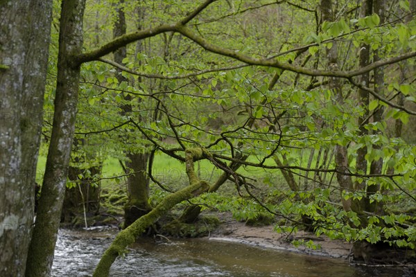 Spring in the Rottal, Mainhardt Forest, Swabian-Franconian Forest nature park Park, Schwaebisch Hall, Hohenlohe, Heilbronn-Franconia, Baden-Wuerttemberg, Germany, Europe