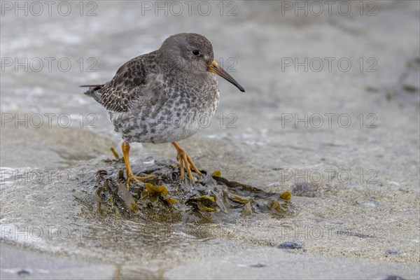 Purple Sandpiper (Calidris maritima), on the beach, Varangerfjord, northern Norway