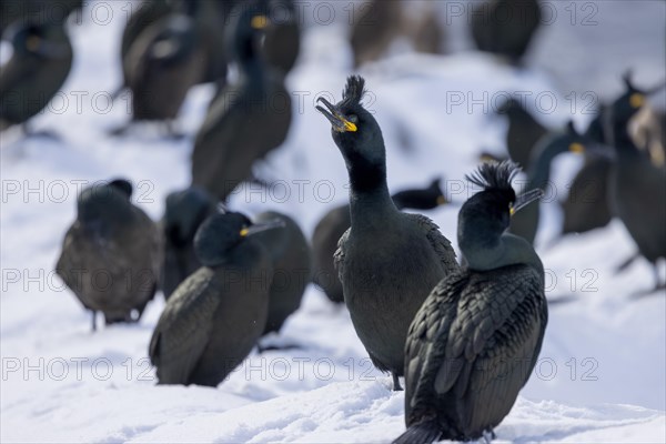 Common shag (Phalacrocorax aristotelis), group picture, plumage, winter, snow drift, Hornoya, Hornoya, Varangerfjord, Finmark, Northern Norway