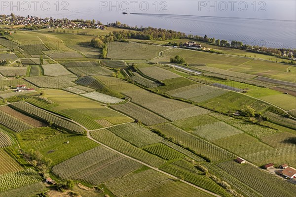 Zeppelin flight along the shore of Lake Constance in spring, aerial view, blossoming Grape vines in the Rebland, Immenstaad, Baden-Wuerttemberg, Germany, Europe