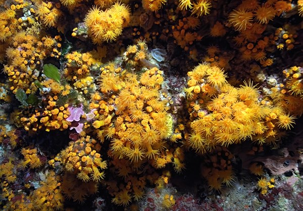 Colony of poisonous Yellow cluster anemones (Parazoanthus axinellae) in rocky reef, Mediterranean Sea
