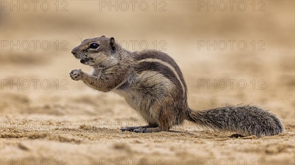 Barbary ground squirrel (Atlantoxerus getulus) foraging, Fuerteventura, Spain, Europe