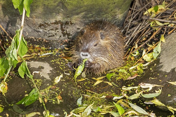 Nutria (Myocastor coypus) young animal eating leaf, Wilhelmsburg, Hamburg, Germany, Europe