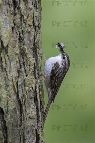 Short-toed treecreeper (Certhia brachydactyla), Wittlich, Rhineland-Palatinate, Germany, Europe