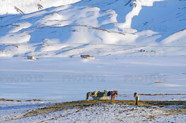 A group of Icelandic horses standing close together in a deep winter landscape on a hill, winter, North Iceland, Iceland, Europe