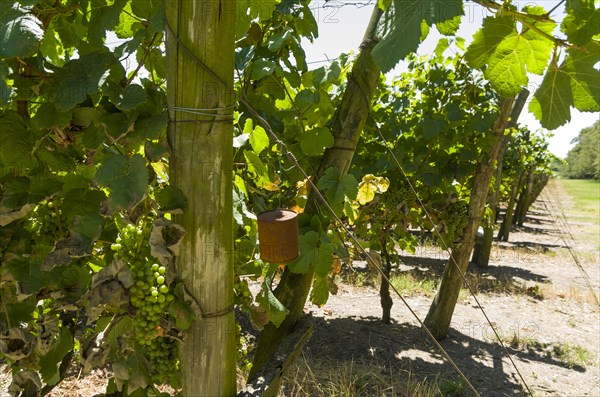 Beautiful vine of European grapes in Uruguayan winery in Canelos region. Moscato grapes