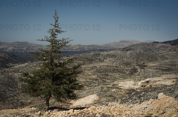 Snowy mountain of Mount Lebanon, Cedar of Lebanon, symbol of the country