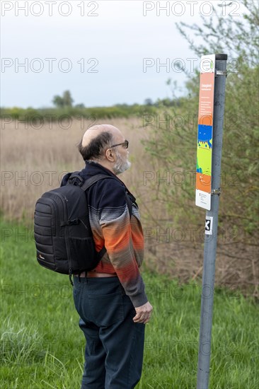 Elderly man reading information sign, information board, Elbtalaue near Bleckede, Lower Saxony, Germany, Europe