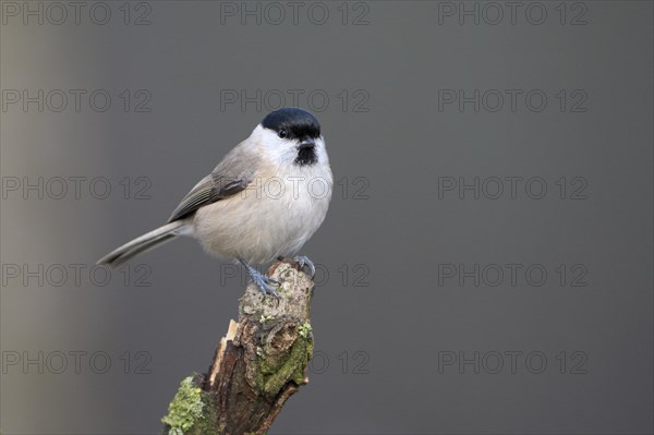 Marsh tit (Poecile palustris), adult bird, Dingdener Heide nature reserve, North Rhine-Westphalia, Germany, Europe