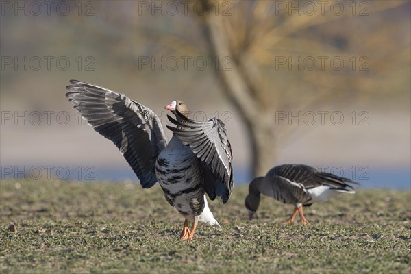 Greater white-fronted goose (Anser albifrons), two adult birds, one fledgling, Bislicher Insel, Xanten, Lower Rhine, North Rhine-Westphalia, Germany, Europe